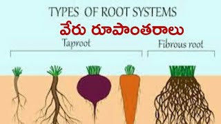 Intermediate first year BOTANY root system and root modifications [upl. by Nylek355]