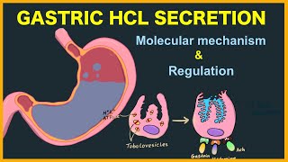 Gastric acid HCL secretion Mechanism and Regulation [upl. by Ynnob]