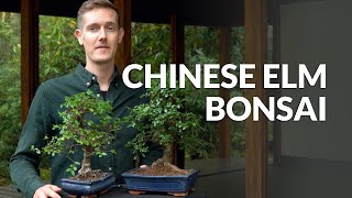 Chinese Elm Bonsai care Ulmus [upl. by Kondon]