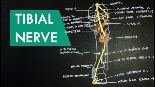 Tibial Nerve  Anatomy Tutorial [upl. by Kellia]