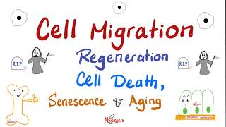 Cell Migration Cell Death Apoptosis vs Necrosis Regeneration Senescence and Aging [upl. by Aisaim]