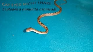 The Cateyed snake Leptodeira annulata ashmeadi [upl. by Latsyek]