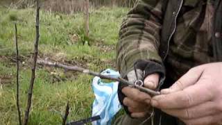 Fruitwise apple tree grafting the saddle graft [upl. by Boy]