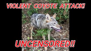 Vicious Coyote Attack UNCENSORED Victim Survives by Playing Dead GRAPHIC Footage Bonus Episode [upl. by Lorry]