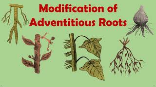 Gettingtoknowthelifescience Modification Of Adventitious Roots [upl. by Geilich]