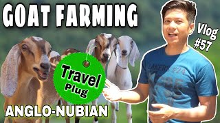 CABOGS GOAT FARM  GOAT FARMING IN NUEVA ECIJA  AMERICAN ANGLONUBIAN GOATS  KUYA JIMBOI VLOG 57 [upl. by Azilem466]