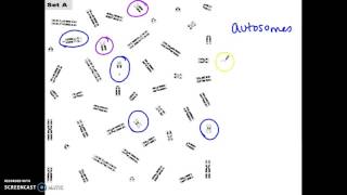 Karyotype Lab M Mystery [upl. by Elga]