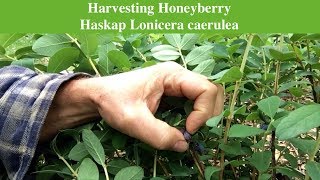 Harvesting Honeyberry Haskap Lonicera caerulea [upl. by Derward]