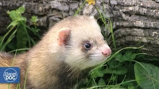 Polecat [upl. by Frodeen9]