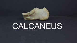 CALCANEUS [upl. by Hahcim594]