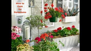 GERANIUM CARE BASICS amp 4 GERANIUM TYPES  Shirley Bovshow [upl. by Eudoxia]