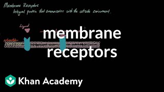 Membrane Receptors  Nervous system physiology  NCLEXRN  Khan Academy [upl. by Nevil]