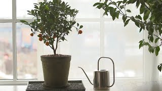 How to Grow Citrus Indoors  Martha Stewart [upl. by Ferguson]