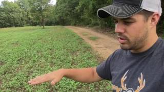 Broadcast Seeding VS NoTill Drill Food Plot Comparison S7 [upl. by Tsiuqram859]