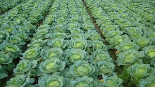 How to Grow Cabbage  Cabbage Farming and Cabbage Harvesting [upl. by Bernstein61]