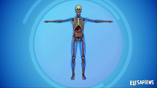 Organs in the human body  Easy learning video [upl. by Cassius]