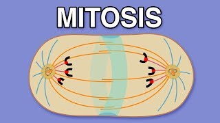 MITOSIS CYTOKINESIS AND THE CELL CYCLE [upl. by Joly]