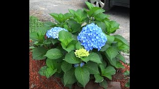 An Easy Guide for Pruning Macrophylla Hydrangea Plants [upl. by Older]