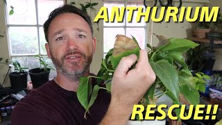 Anthurium Rescue  Care Guide  Flamingo Flower Care [upl. by Caterina]