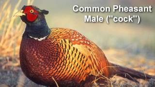 Pheasant  Common Pheasant Bird Call [upl. by Anomar674]