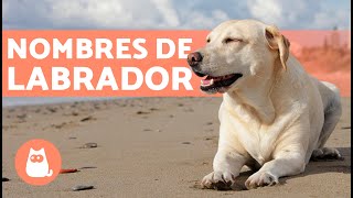 Nombres para perros labradores [upl. by Harp46]