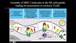 Immunology MHC Antigen Processing and Presentation [upl. by Berliner]