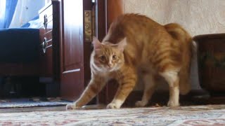 Adrenaline Cats  Funny Cat Video Compilation 2020 [upl. by Channing621]