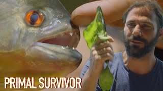 Catching PIRANHAS Using Poisonous Plants  Primal Survivor [upl. by Trik599]