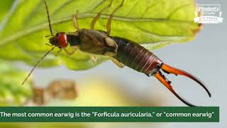 What are earwigs [upl. by Philipa]