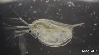 Daphnia magna under the Microscope [upl. by Nyrb674]