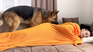 What does a German Shepherd do when He sees Me Sleeping [upl. by Wachter]