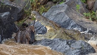 Huge crocodile kills wildebeest [upl. by Immat773]