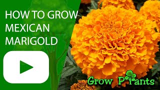 How to grow Mexican marigold Tagetes erecta [upl. by Madora]