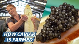 How Russian Sturgeon Caviar Is Farmed and Processed — How To Make It [upl. by Netsryk805]