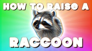 HOW TO RAISE A RACCOON [upl. by Innis320]