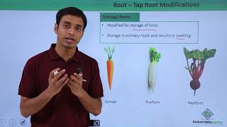 Class 11th – Root – Tap Root Modifications  Morphology of Flowering Plants  Tutorials Point [upl. by Alviani]