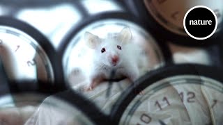 Rewinding the biological clock How to reverse ageing [upl. by Airdnahc]