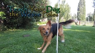 Teach Your Dog the Weave Poles  In Four Steps  Dog Agility [upl. by Inglis112]