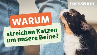 Warum streichen Katzen um unsere Beine [upl. by Omari]