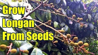 How To Grow Longan From Seed Easily [upl. by Smeaj]