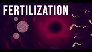 WHAT IS FERTILIZATION [upl. by Oibirot]