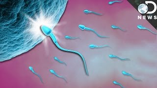 What Exactly Happens When Sperm Meets Egg [upl. by Gertie]