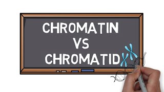 Chromatin Vs Chromatid  What is the Difference  Pocket Bio [upl. by Ralina]