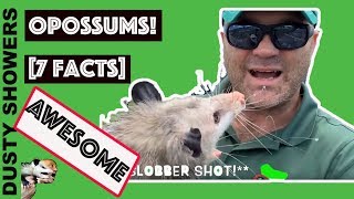 Are Opossums Aggressive 7 Weird Possum Facts from Dusty Showers [upl. by Silvain]