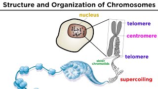 Chromosome Structure and Organization [upl. by Granville]