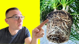 How to Repot Ponytail Palm 3 CRITICAL STEPS YOU CANT MISS [upl. by Leiba]