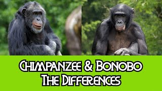 Chimpanzees amp Bonobos  The Differences [upl. by Africah]