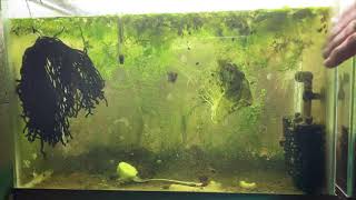 Scuds Daphnia Cherry Shrimp Copepods My aquatic food culture [upl. by Antone]