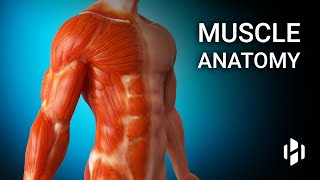 Anatomy of Human Muscles [upl. by Laughlin514]