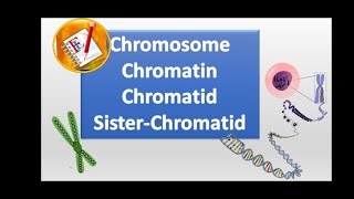 Chromosomes chromatin chromatid and sister chromatid [upl. by Geneva]